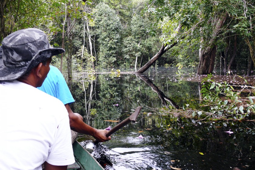 Exploring the flooded igarapé rainforest by canoe