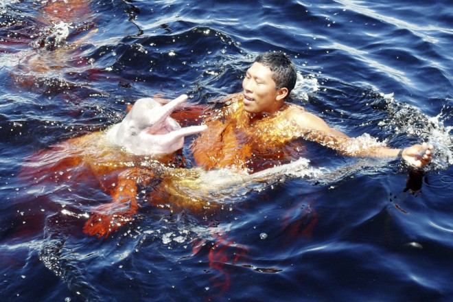 Swimming with pink river dolphins