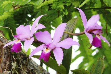 Cattleya yenmanii