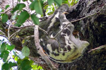 Three-toed sloth in the trees