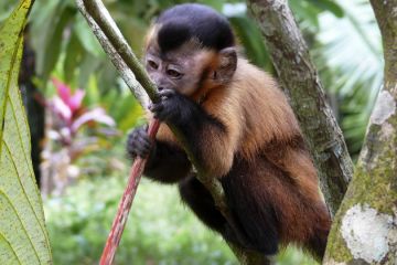 Amazon monkey