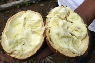 Cupuaçu is a delicious fruit