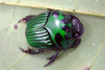 Beautiful beetle