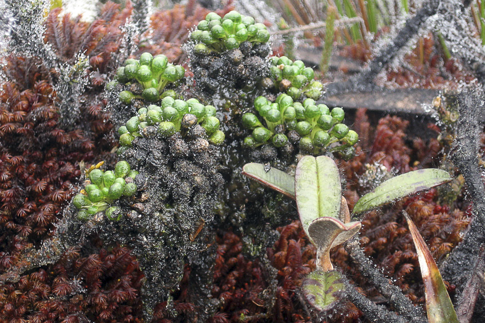Endemic flora at the top of Pico da Neblina