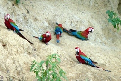Macaws and parrots clay lick - Paradeão das Araras